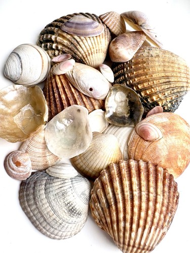Sea shells x15 natural - shells,
