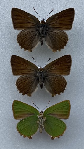 Trio green hairstreak - a, set