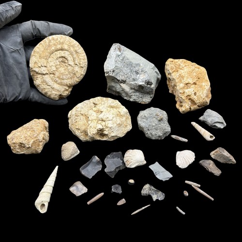 1kg british fossil - british, mix,