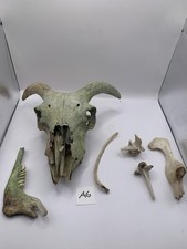 Sheep Skull Taxidermy Art