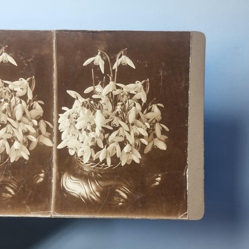 Victorian horticulture still - victorian,