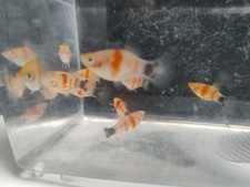 X8 Tiger Platys Fry For Tropical Aquariums/Freshwater tanks