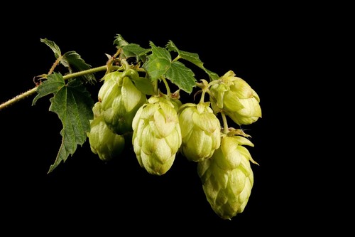 Humulus lupulus common hop - ,