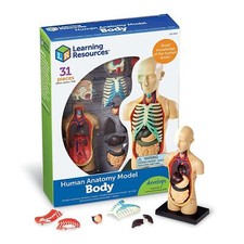 Anatomy Model Human Body
