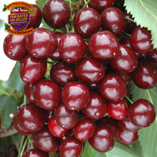 Sweet cherry patio fruit tree - fruit,