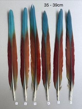 Parrot Macaw Feather Crafts
