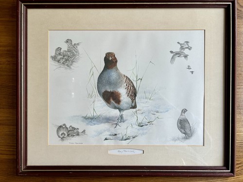 Nigel hemming grey - hemming, partridge"