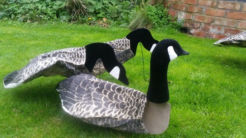 Goose decoys sillosock canada - decoys,