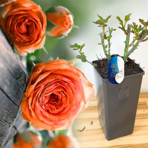 Fragrant climbing rose plant - rose,
