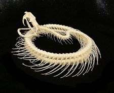 snake skeleton taxidermy. Asian Viper.