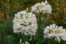 Agapanthus Africanus Albus x20
