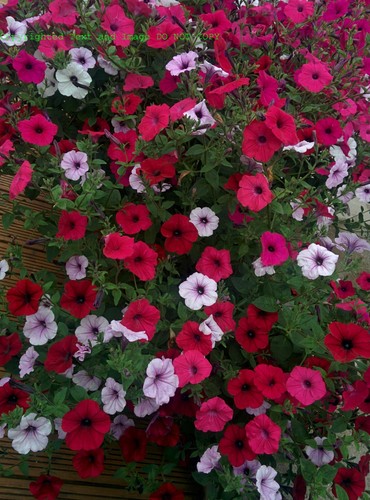Petunia tidal wave seeds - petunia,