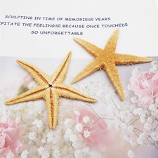2-pack Natural Sea Stars Dried