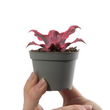 Baby Earth Star Cryptanthus