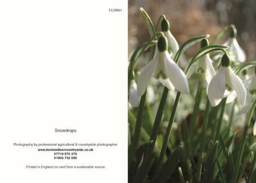 Greeting cards snow drops - cards,