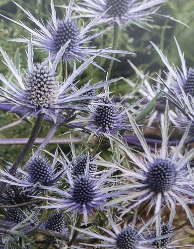 Eryngium bourgattii sea - eryngium, holly