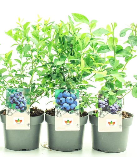 Mixed large blueberry bush - mixed,