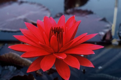Red water lily seeds 5 - red,