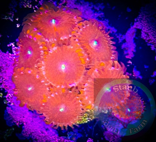 Saf people eater zoanthid - eater,