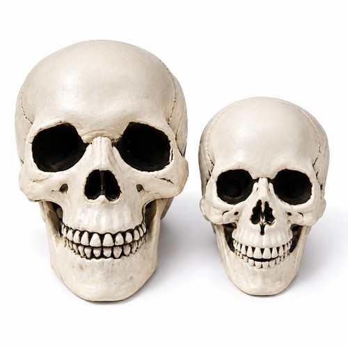 Human skull replica resin - skull,