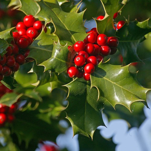 Holly hedge set - holly, 12
