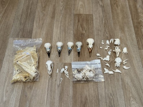 Skull bone bundle corvid - &,
