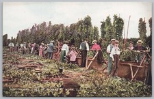 HOP PICKING Set of Pickers at