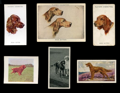 Irish red setter gun dog - irish,