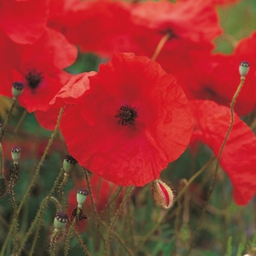 Wild poppies plant plugs - plant, 12