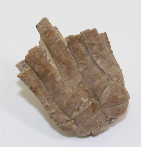 Crinoids encrinus - crinoids,,