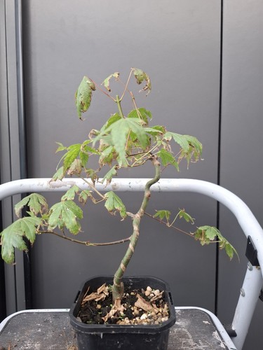 Part trained japanese - part, maple