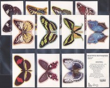 **BULK BUY 50 SETS** LYONS