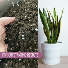 SNAKE PLANT Compost Mix