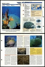 Brain Coral #30 Primitive Wildlife Fact File Fold-Out Card
