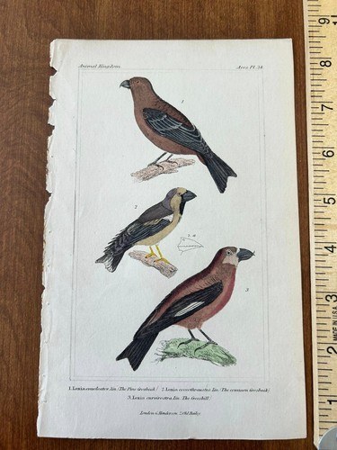 Birds vintage antiquarian - -,