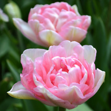 10 x Double Tulips - ANGELIQUE - Spring Flowering Fragrant Garden Plant BULBS