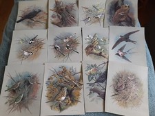 BASIL EDE BRITISH BIRDS LOT OF 12 STUNNING 1970's PRINTS 9"x11"