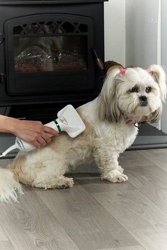 Dog grooming hair dryer - grooming,