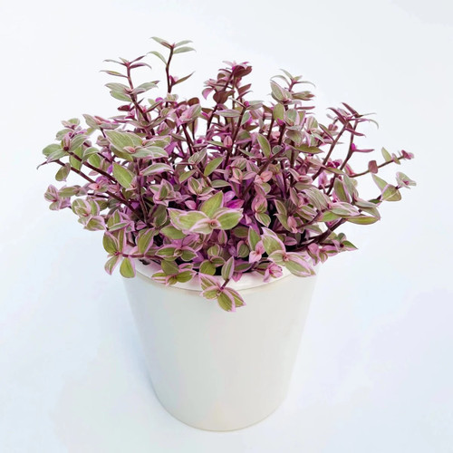 Callisia repens pink - callisia,
