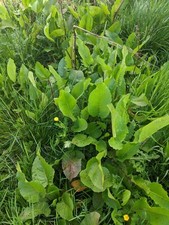 Rumex obtusifolius Broad-leaved Docs Scottish Bare Root Plant Live Herbal
