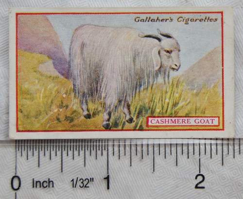 1921 gallaher animals birds - animals, &