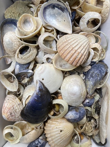 5kg shells for - 1.5kg,
