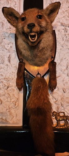 Fox head tail - fox, wall