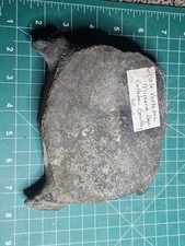 Whale Bone Fossil Vertebrae