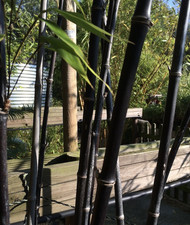 Phyllostachys nigra | 12cm potted plant | Black Bamboo