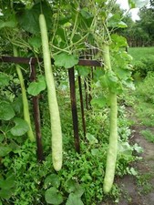 Calabash from the Hungarian Lowlands - Calabash Gourd -10+ seeds - C 036