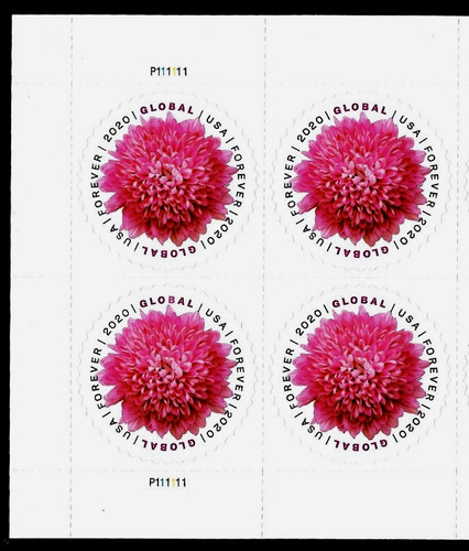 Pink chrysanthemum 2020 - chrysanthemum, us