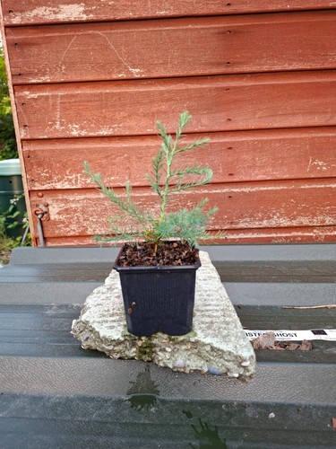 Sequoiadendron giganteum in - sequoiadendron,