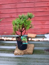 Pinus mugo Mumpitz  - grafted