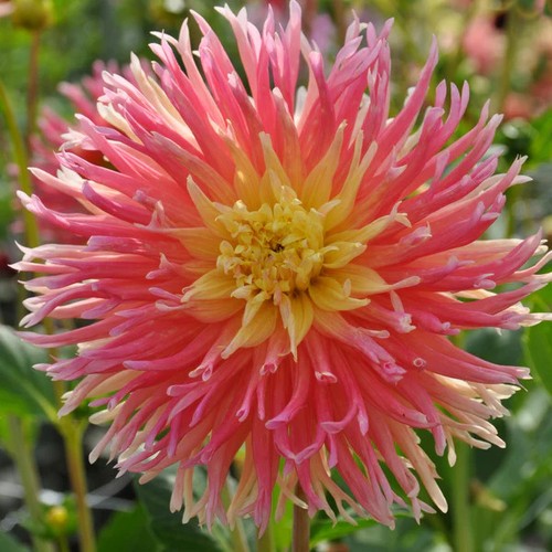 Cactus dahlia fringed star - dahlia,
